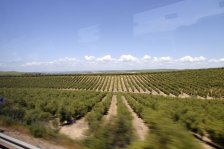 704 cordoba anfahrt olivenhaine